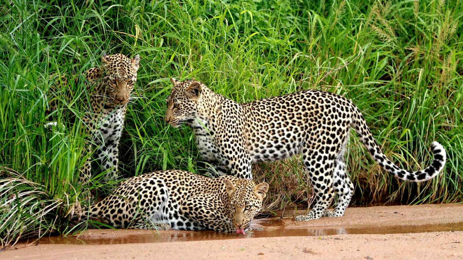 Simbavati Camp George: Eine Leoparden Familie Simbavati Camp George: Eine Leoparden Familie