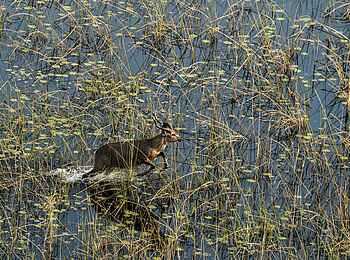 Sitatunga Private Island Camp: Antilope im Wasser