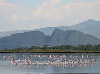 Sleeping Warrior Lodge: Lake Nakuru Panorama Sleeping Warrior Lodge: Lake Nakuru Panorama