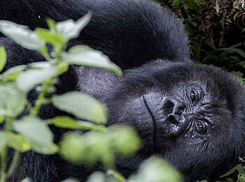 Wilderness Sabyinyo: Entspannter Silberrücken Wilderness Sabyinyo: Entspannter Silberrücken