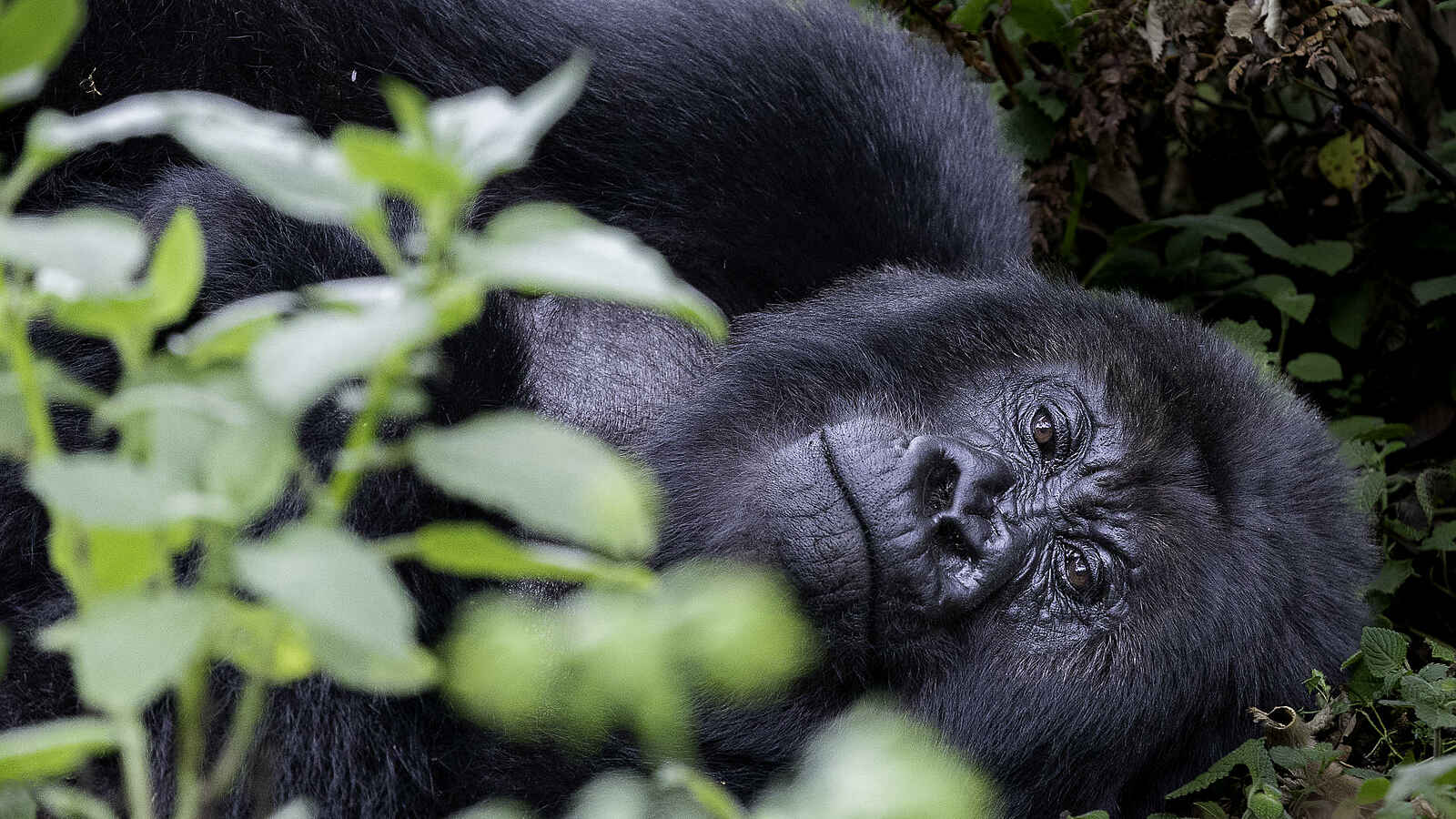 Wilderness Sabyinyo: Entspannter Silberrücken Wilderness Sabyinyo: Entspannter Silberrücken