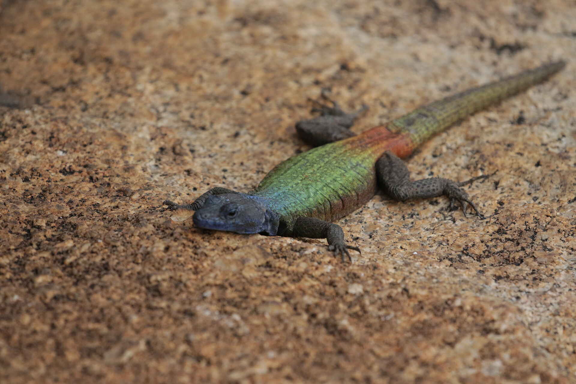 Bergruinen, Eastern Enclosure, Great Zimbabwe, Konischer Turm, UNESCO, Weltkulturerbe, Bunte Plattechse, Platysaurus intermedius, Afrikarma, Afrikarma Safaris, Afrikarma Safaris - Wildnis. Hautnah., Afrikarma.de