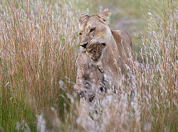 King's Pool Camp: Eine Löwenmutter trägt ihr Junges
