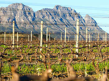 L'Avenir Country Lodge: Weinreben und Berge L'Avenir Country Lodge: Weinreben und Berge