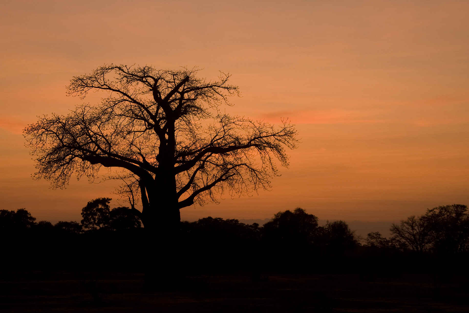 Bushlife Safaris, Chitake Springs, Chitake Tented Camp, Mana Pools National Park, Baobab, Game Drive, Tierbeobachtung, Walking Safari, Afrikarma, Afrikarma Safaris, Afrikarma Safaris. Wildnis. Hautnah., Afrikarma.de