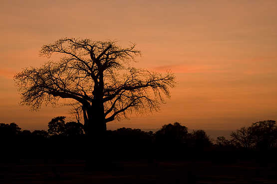 Little Vundu Camp: Baobab Little Vundu Camp: Baobab