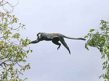 Mahogany Springs Safari Lodge: Springender Affe