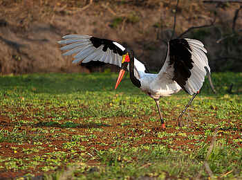 Nkonzi Bush Camp: Sattelstorch Nkonzi Bush Camp: Sattelstorch