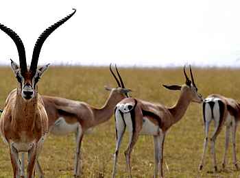 Olare Mara Kempinski: Thomsongazellen