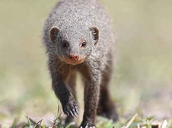 Robins Camp: Manguste Robins Camp: Manguste