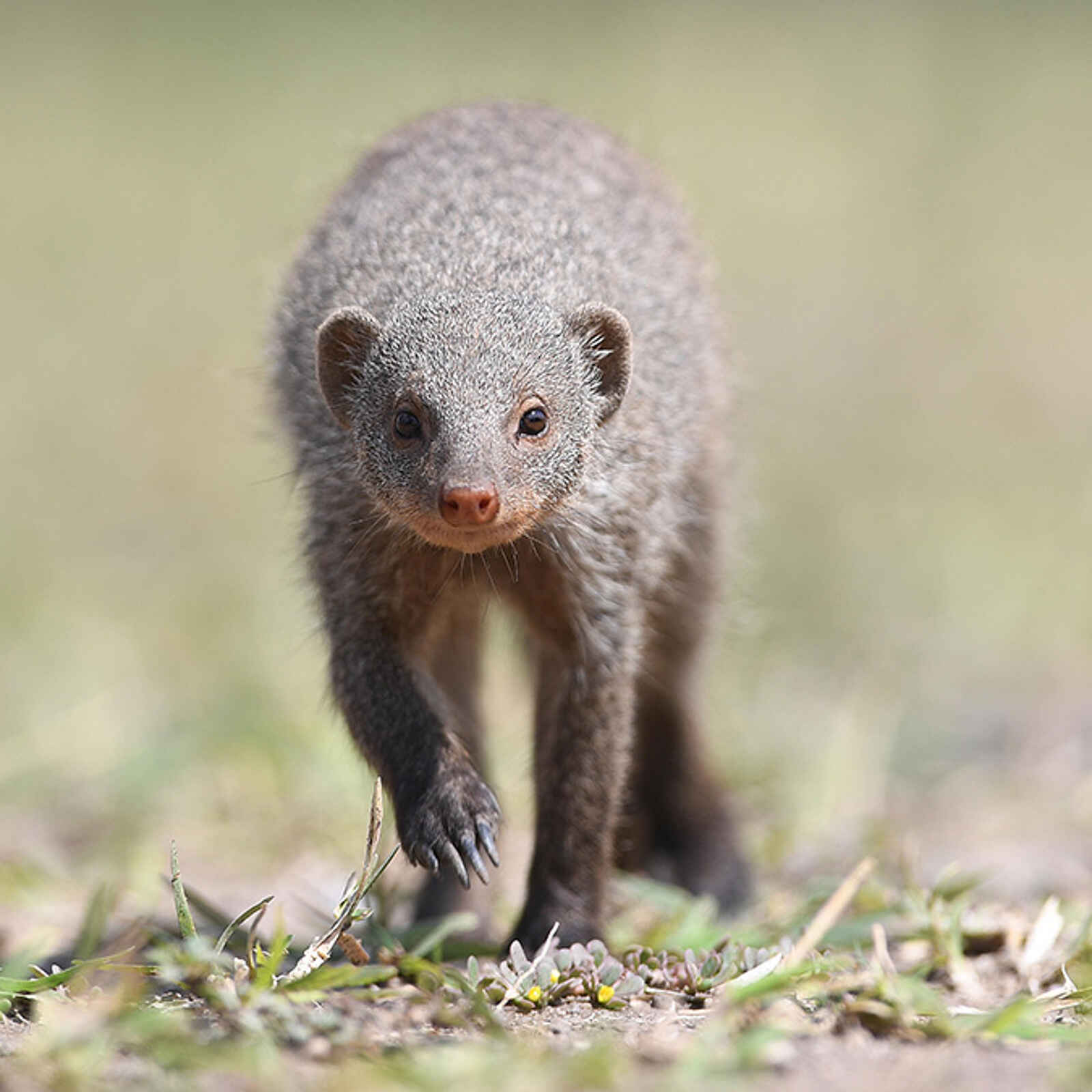 Robins Camp: Manguste Robins Camp: Manguste