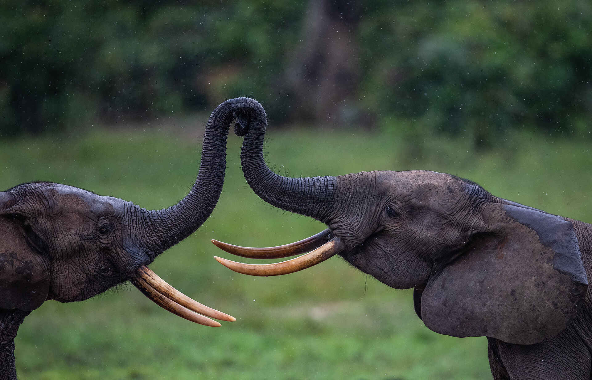 Sangha Lodge: Elefantenbegegnung