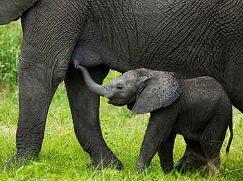 Selinda Camp: Elefanten