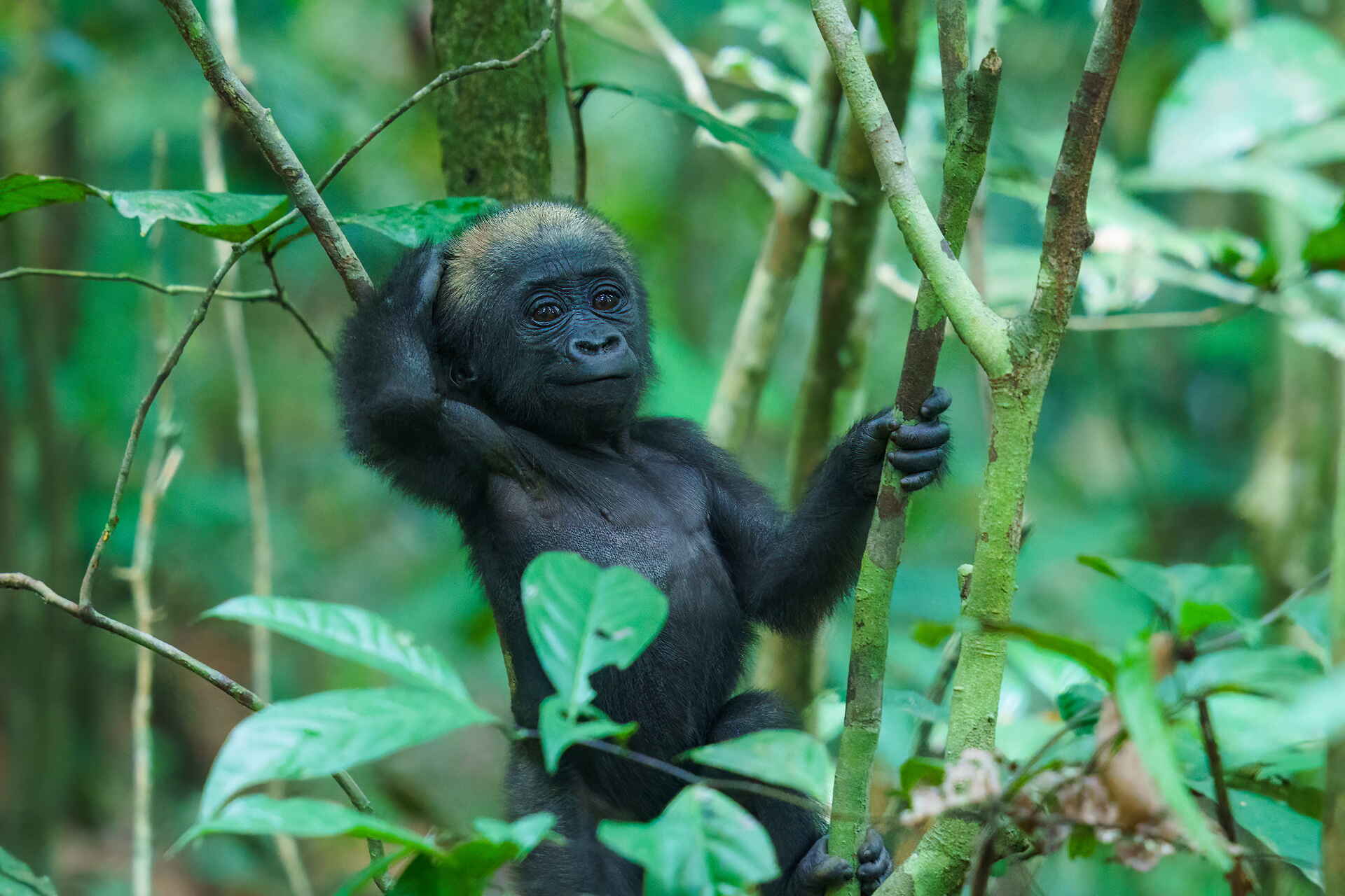 Sette Cama Eco Camp: Gorilla Baby