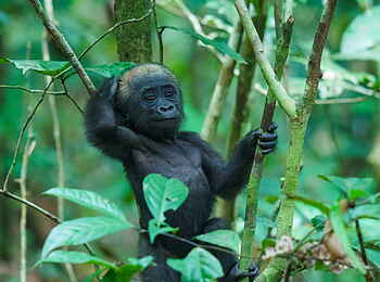 Sette Cama Eco Camp: Gorilla Baby