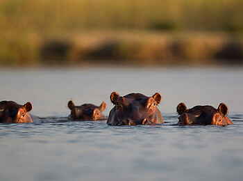 Time + Tide Chongwe: Hippos auf Tauchstation