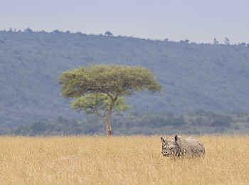 Wilderness Mara Camp: Nashorn im Gras