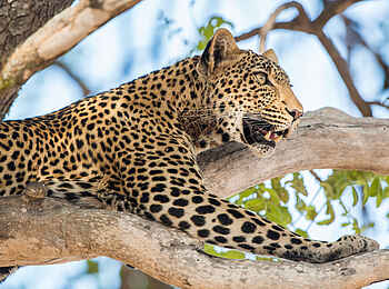 Bologonya Under Canvas: Leopard