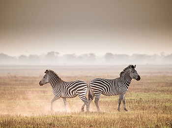 Chisa Busanga Camp: Zebras