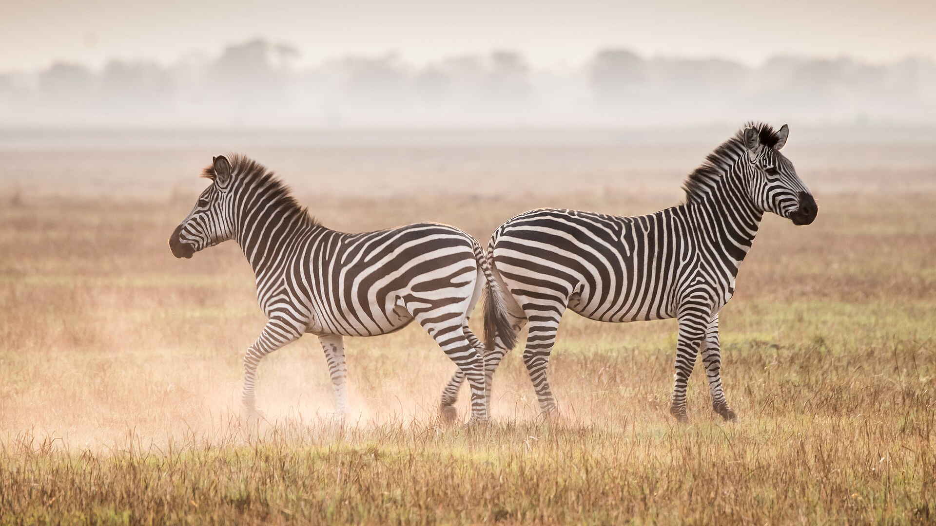 Chisa Busanga Camp: Zebras Chisa Busanga Camp: Zebras