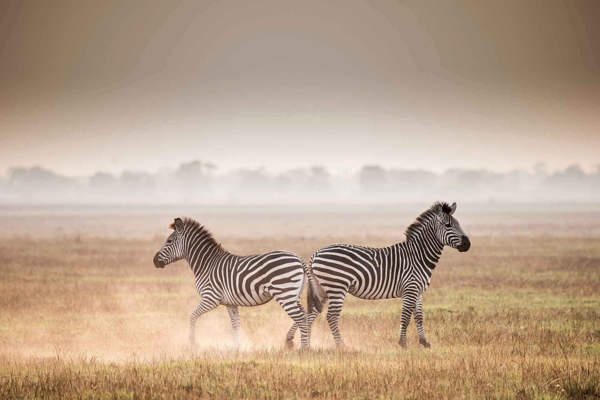 Chisa Busanga Camp: Zebras Chisa Busanga Camp: Zebras