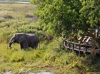 Delta Camp: Elefant vor dem Camp Delta Camp: Elefant vor dem Camp