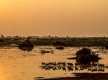 Duba Explorers Camp: Antilopen im Wasser