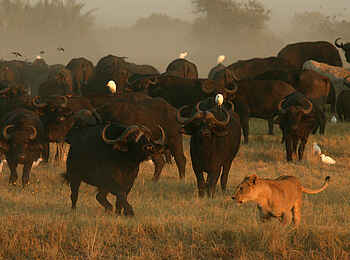 Duba Plains Camp: Büffelgegenwehr