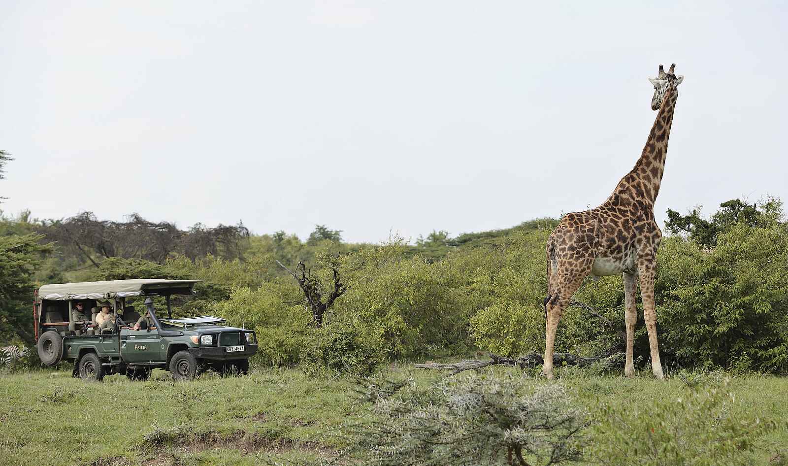 Encounter Mara Camp: Giraffe Encounter Mara Camp: Giraffe