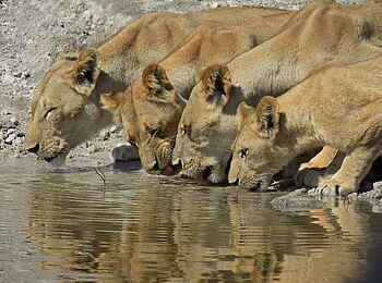 Ichingo Chobe River Lodge: Löwen am Fluss Ichingo Chobe River Lodge: Löwen am Fluss