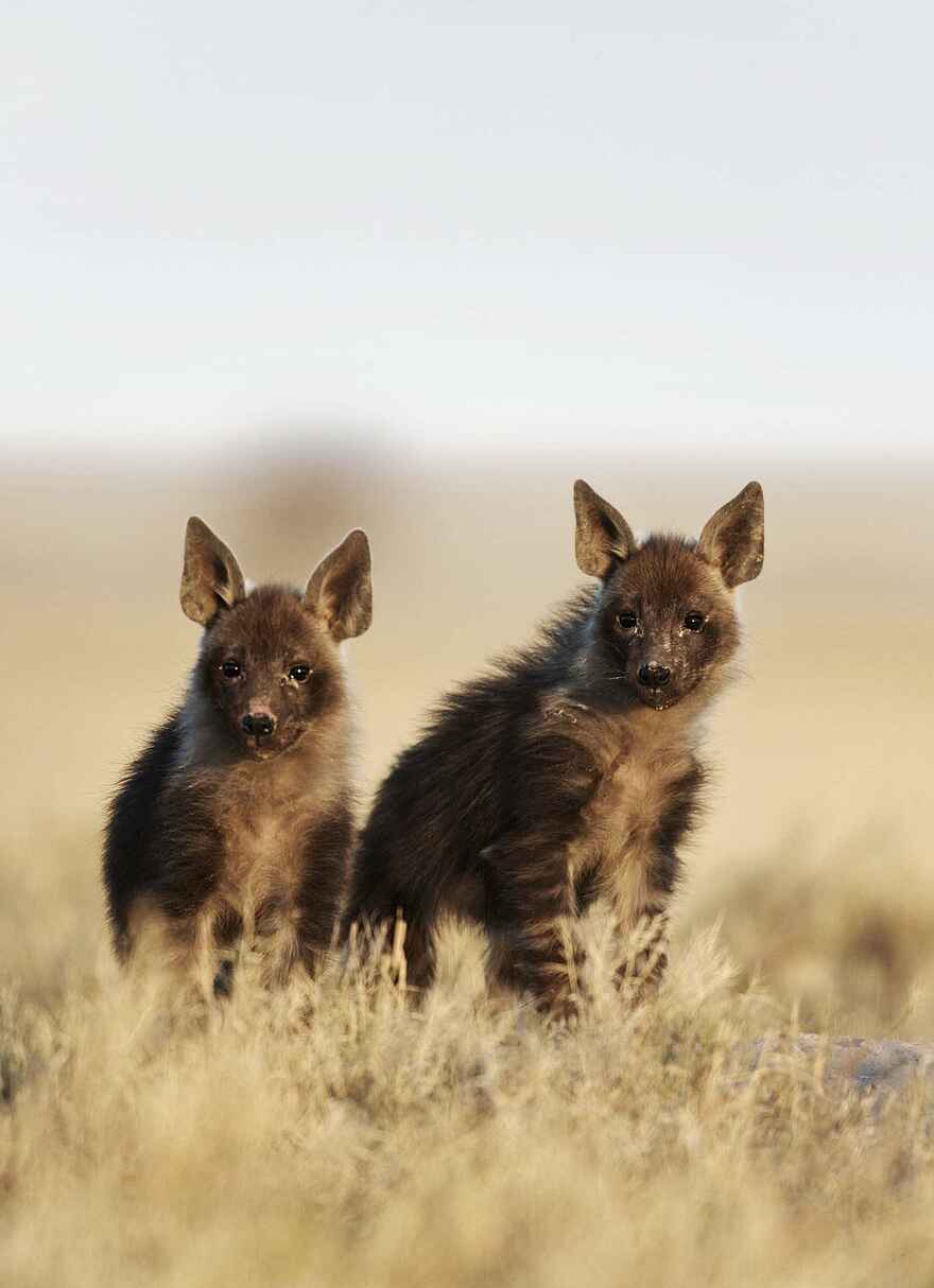 Jack's Camp: Hyänenwelpen Jack's Camp: Hyänenwelpen