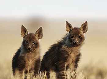 Jack's Camp: Hyänenwelpen