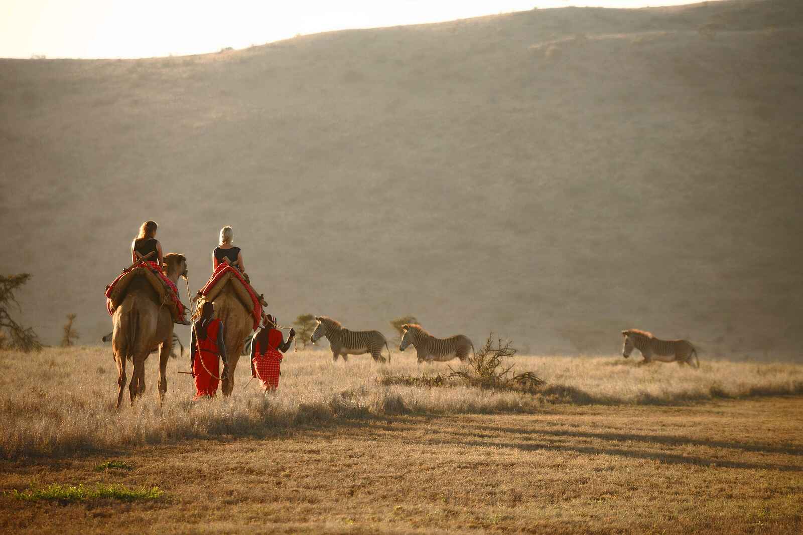Kifaru House: Reiten auf Kamelen Kifaru House: Reiten auf Kamelen