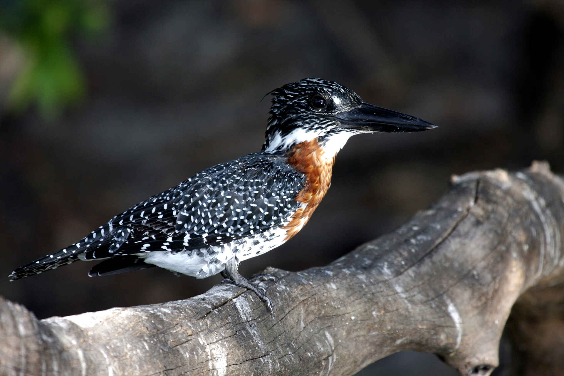 Angeln, Fishing, Game Drive, Jacques Collins, Kafue National Park, Kafue River, Leopard Lodge, Lubungu, Lunga-Lushwishi Game Management Area, Walking Safari, giant kingfisher, Megaceryle maxima, Riesenfischer, Afrikarma, Afrikarma Safaris, Afrikarma Safaris - Wildnis. Hautnah., Afrikarma.de