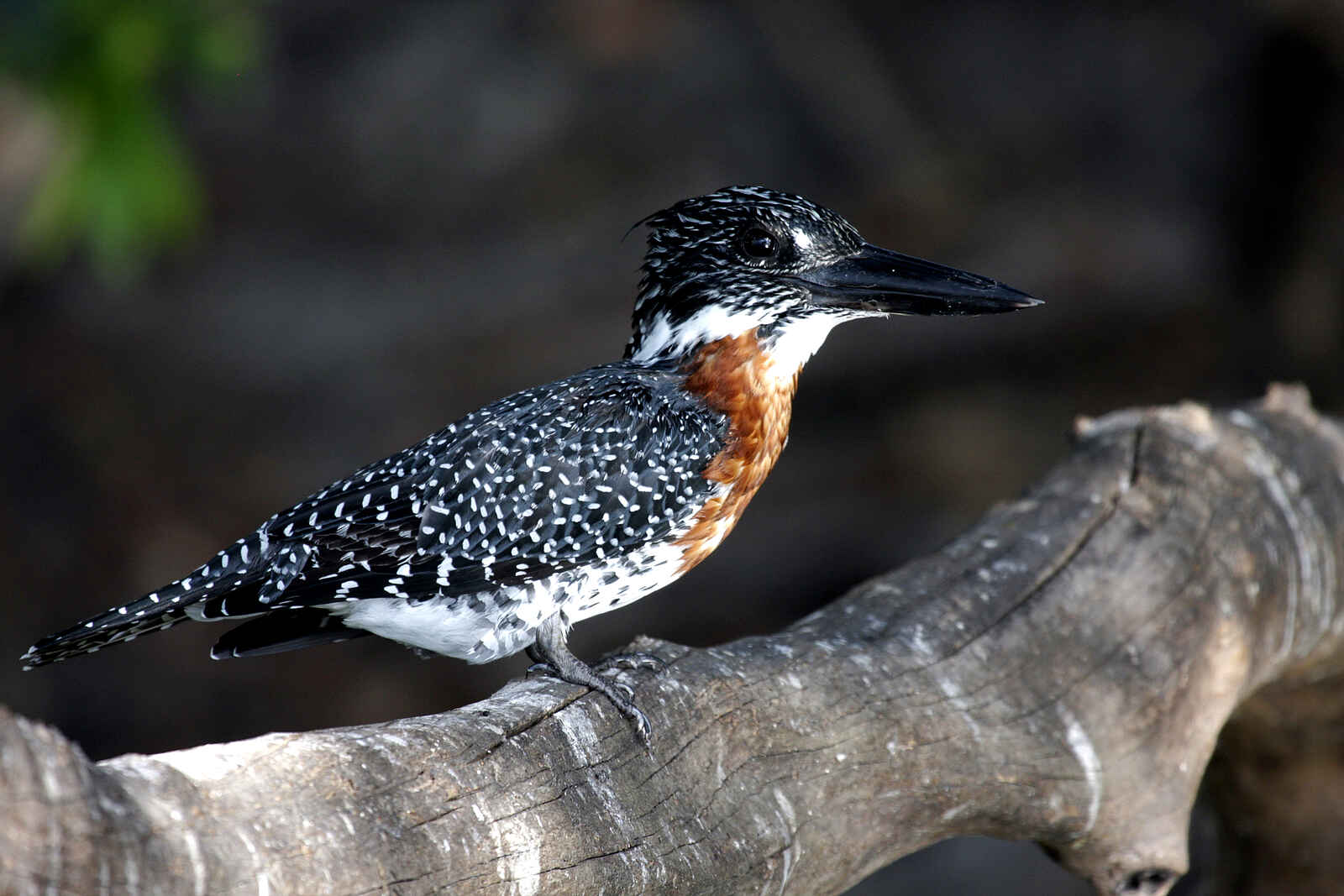 Leopard Lodge: Riesenfischer Leopard Lodge: Riesenfischer