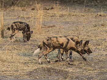 Linyanti Tented Camp: Wildhunde
