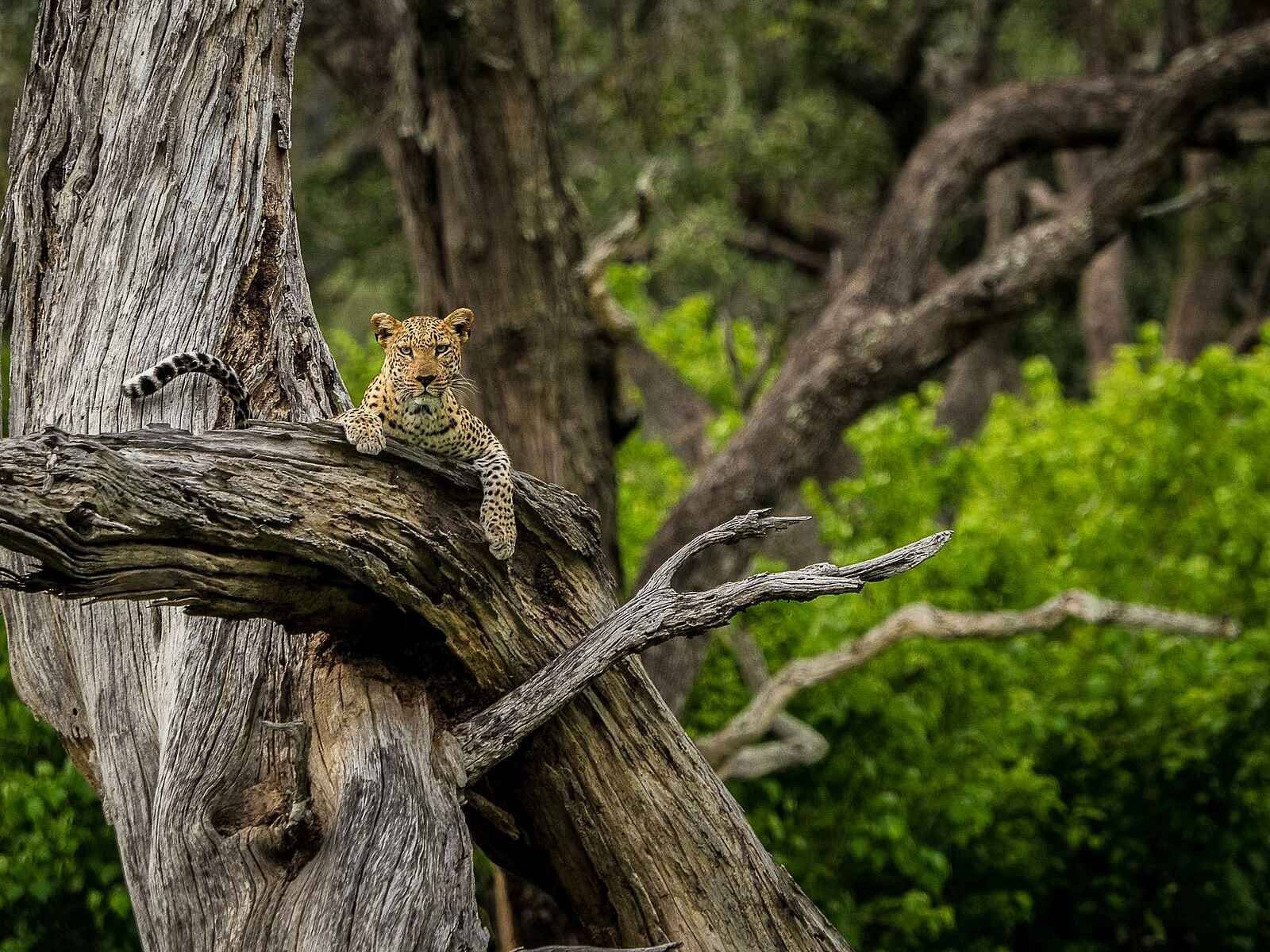 Little Vumbura: Ein Leopard Little Vumbura: Ein Leopard