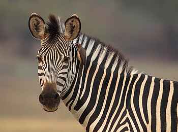 Mukambi Busanga Plains Camp: Zebra mit Passagier Mukambi Busanga Plains Camp: Zebra mit Passagier