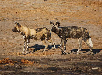 Nehimba Lodge: Wildhunde Nehimba Lodge: Wildhunde