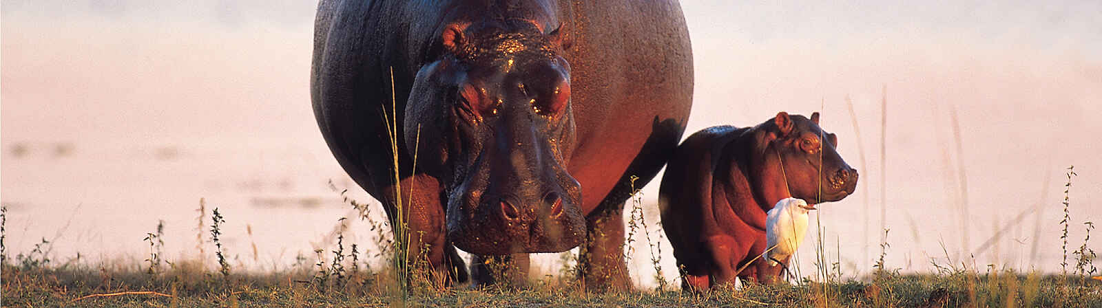 North Island Okavango Safari Camp: Flusspferde North Island Okavango Safari Camp: Flusspferde