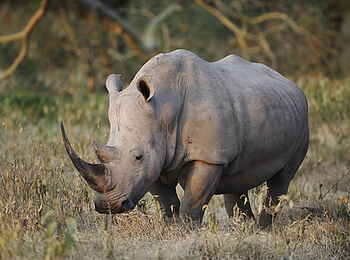 Ol Pejeta Bush Camp: Breitmaulnashorn Ol Pejeta Bush Camp: Breitmaulnashorn