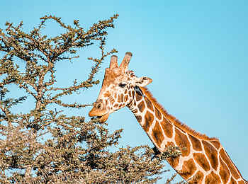 Porini Rhino Camp: Giraffe