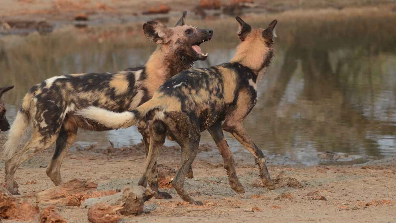 Simbavati Waterside Lodge: Verspielte Wildhunde