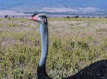 Sirikoi: Kopf eines Straußes