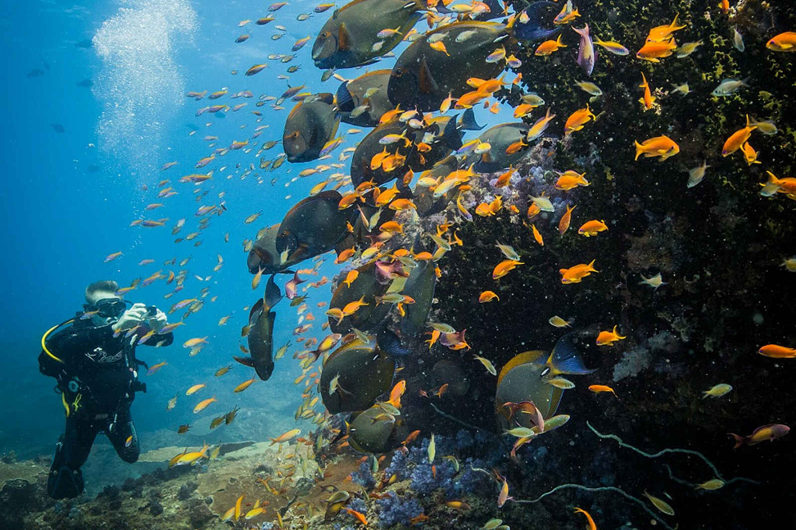 Azura Marlin Beach: Korallenriff Azura Marlin Beach: Korallenriff