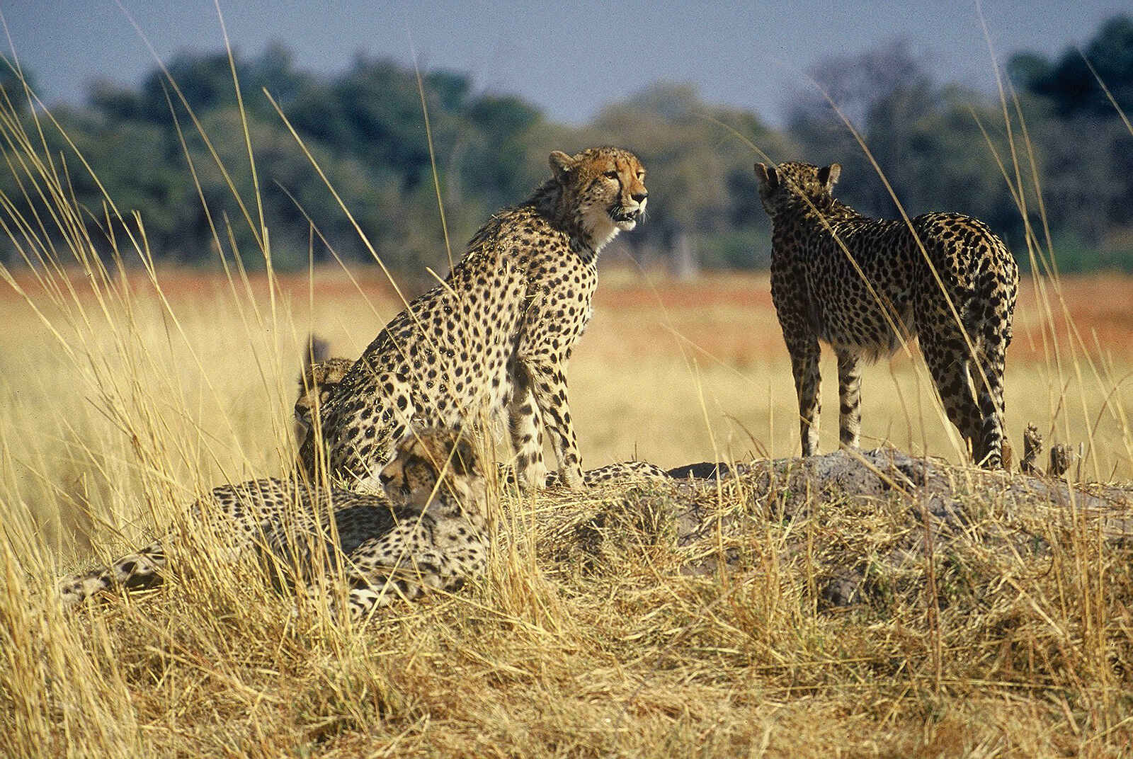 Desert & Delta Safaris: Geparden Desert & Delta Safaris: Geparden
