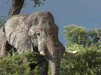 Leopard Plains: Elefantenbulle Leopard Plains: Elefantenbulle