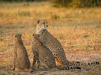Londolozi Varty Camp: Gepardenfamilie