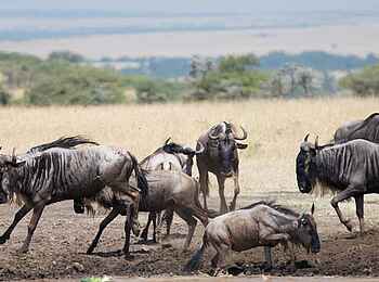 Mahali Mzuri: Gnus an der Wasserstelle