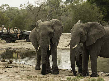 MalaMala Sable Camp: Einige Elefanten